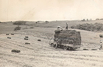 昭和４０年頃の牧草収穫風景